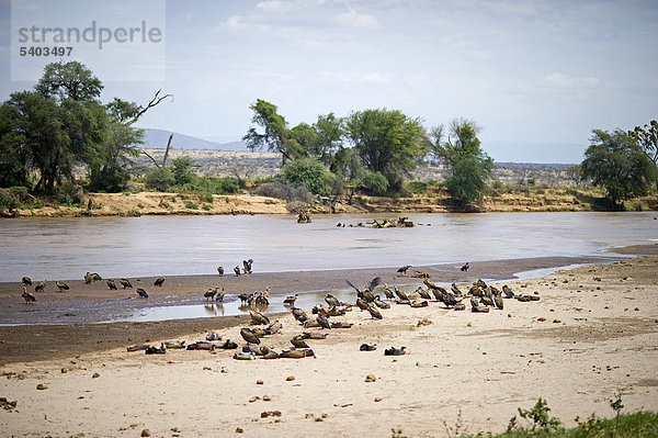 Geier sitzen an einem Flussufer  Samburu  Kenia  Afrika