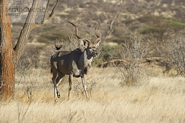 Großer Kudu (Tragelaphus strepsiceros)  Samburu  Kenia  Afrika