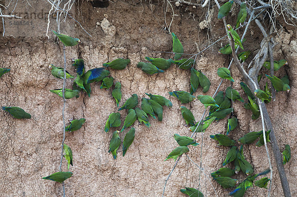 Blauflügelsittich (Brotogeris cyanoptera) an Lehmlecke am Flussufer  Tambopata  Amazonasgebiet  Peru  Südamerika