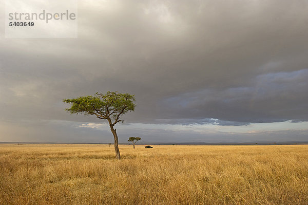 Die Landschaft der Masai Mara  Kenia  Afrika
