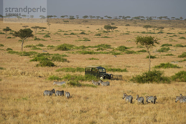 Steppenzebras (Equus Quagga) und ein Safari-Geländewagen  Luftaufnahme  Masai Mara  Kenia  Afrika