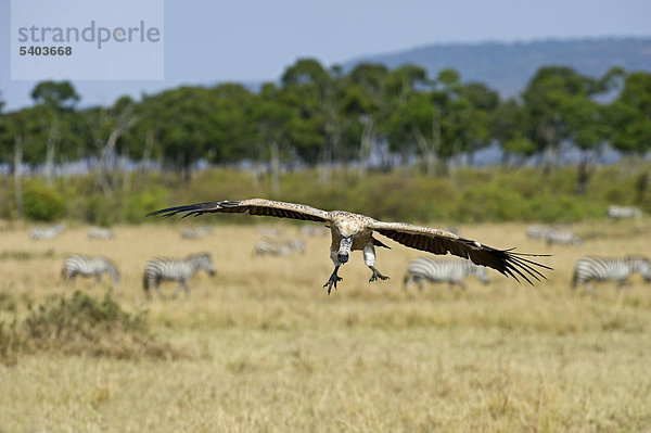 Weißrückengeier (Gyps africanus)  Masai Mara  Kenia  Afrika