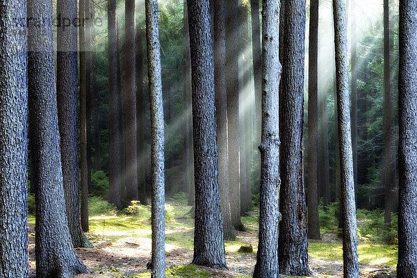Laubwald Sonnenstrahl Baum Geheimnis Beleuchtung Licht Umwelt Dunst grün Wald Natur Ast Sonnenlicht Außenaufnahme glänzen Laub Jahreszeit Sonne