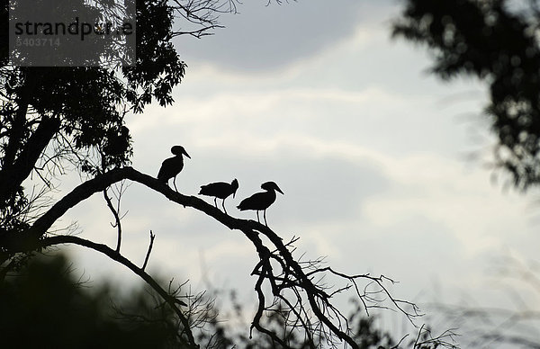 Hammerkopf oder Schattenvogel (Scopus umbretta)  drei auf einem Ast  Masai Mara  Kenia  Afrika