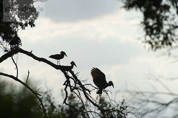 Hammerkopf oder Schattenvogel (Scopus umbretta)  drei auf einem Ast  Masai Mara  Kenia  Afrika