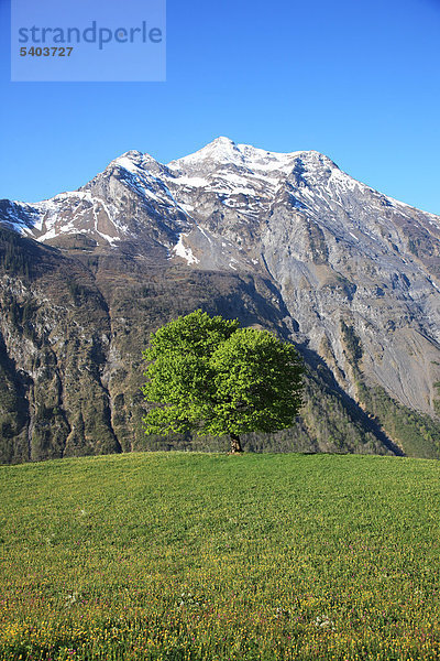 Geograpy  Natur  Europa  Schweiz  Schächental  Uri  Schweizer Alpen  Berg  Baum  Berg  Feld  Wiese  ruhig  Landschaft  Scenic  Frühling  niemand  vertikal