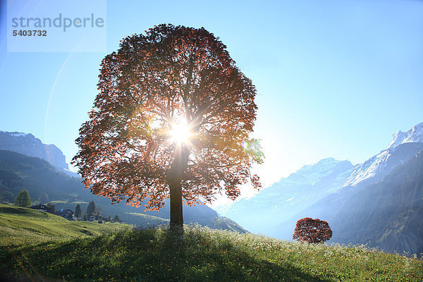 Natur  Baum  Sonne  Sonnenstrahl  Flare  dramatisch  Europa  Schweiz  Schächental  Uri  Schweizer Alpen  Berg  Tal  ruhige  Landschaft  Scenic  Frühling  niemand  Horizontal
