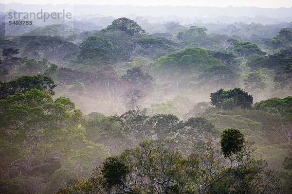 Blick über die Baumkronen des Amazonas-Regenwaldes in der Morgendämmerung  Tambopata  Peru  Südamerika