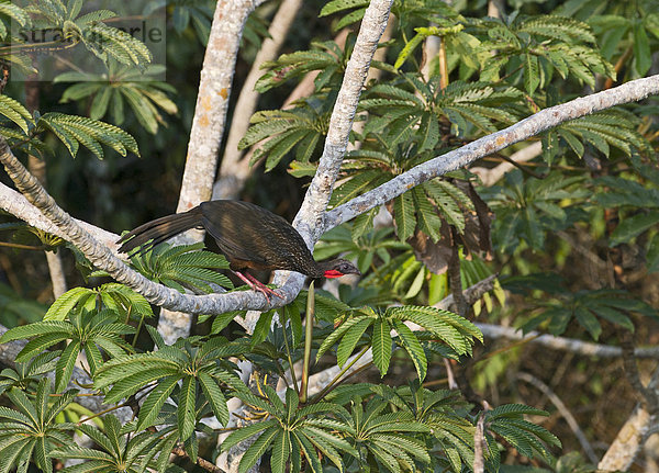 Spixguan (Penelope jacquacu)  peruanisches Amazonasgebiet  Peru  Südamerika