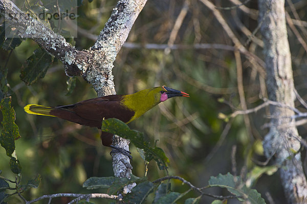 Parastirnvogel (Psarocolius bifasciatus)  peruanisches Amazonasgebiet  Peru  Südamerika