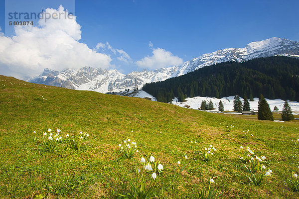 Europa Berg Blume Wald Holz Wiese Schneeflocke Schnee Schweiz