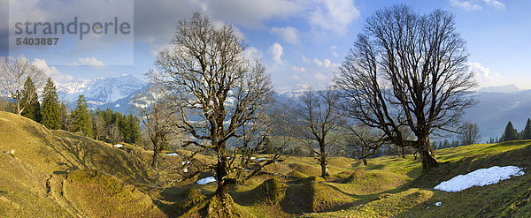 Europa Baum Schnee Schweiz