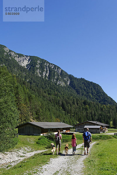 Wanderer mit Hunden an den Pletzachalm im Karwendeltal  bei Pertisau am Achensee  Karwendel  Tirol  Österreich  Europa