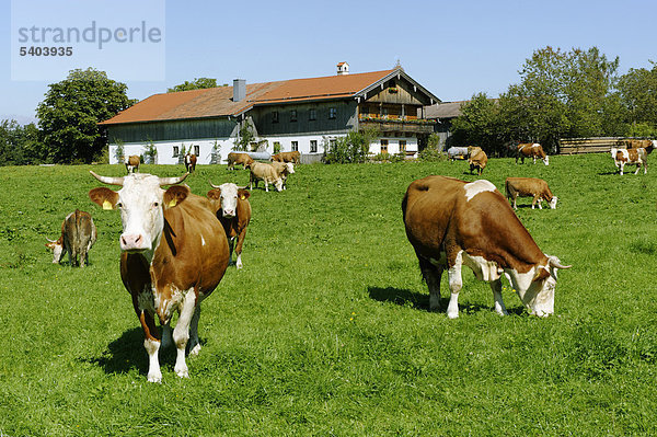 Kühe vor Bauernhof in Grub  Irschenberg  Oberbayern  Bayern  Deutschland  Europa