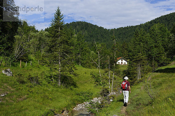 Wanderer im Schronbachtal  im Isarwinkel  bei Lenggries  Oberbayern  Bayern  Deutschland  Europa