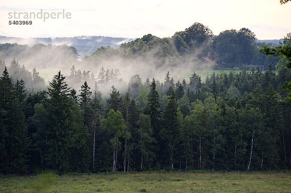 Nebelfetzen nach einem Sommergewitter  Abendstimmung  Nantesbuch bei Bad Heilbrunn  Oberbayern  Bayern  Deutschland  Europa