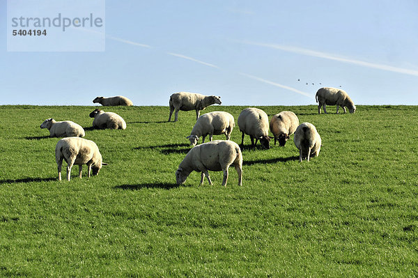 Schafe am Deich bei Husum  Schleswig-Holstein  Deutschland  Europa