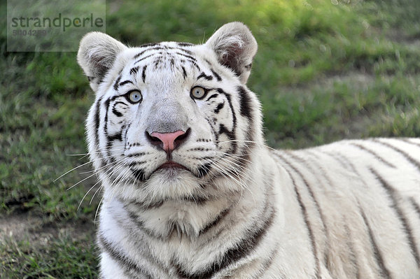 Weißer Tiger (Panthera tigris tigris)  Portrait  Serengeti Park  Niedersachsen  Deutschland  Europa