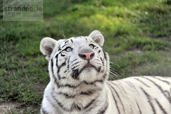 Weißer Tiger (Panthera tigris tigris)  Serengeti Park  Niedersachsen  Deutschland  Europa