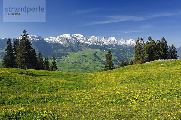 Blumenwiese Europa Berg Tal Schweiz