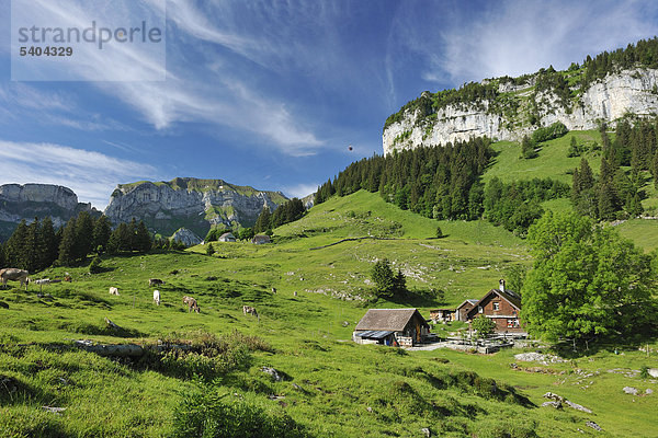 Alp Bommen  Aescherwand  Niveau Alp Straße  Marwees  Alm Hütte  Kühe  Appenzell  Schweiz  Europa