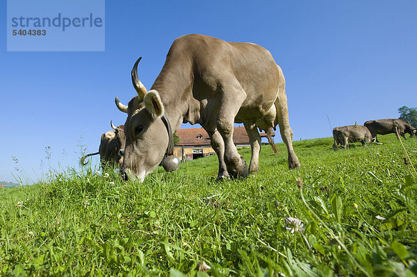 Schweiz  Europa  Appenzell  Wiese  Kuh  Kühe  Landschaft  Feld  Felder  Landwirtschaft  Ostschweiz  Sommer