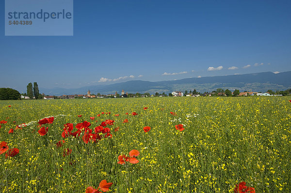 Panorama Landschaftlich schön landschaftlich reizvoll Europa Blume Sommer Landwirtschaft Stadt Großstadt Wiese Schweiz