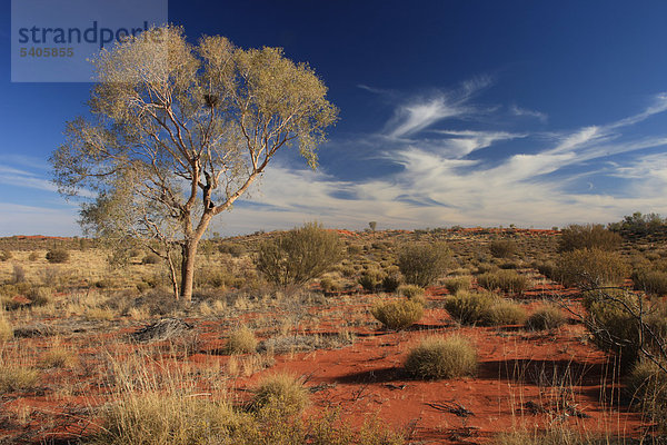 Hinterland  Australia  Landschaft  Aborigines  australischen Wüste  down under  Northern Territory  Australien  Red Centre  Dreaming Geschichten  Aboriginal  Eukalyptus  Spinifex  roten sand