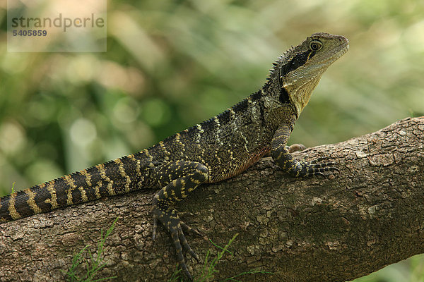 Australische Wasseragame  Physignathus Lesueurii  Eastern Wasseragame  Australien  Tier  Kriechtier  Semi-aquatic  arboreal Agomid  Krallen  Spitzen