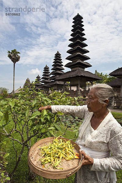 Indonesien  Asien  Bali Insel  Mengwi  Pura Taman Ayun Tempel  Frau  sammeln  Blumen  Palast  Garten  Tropisch  traditionelle