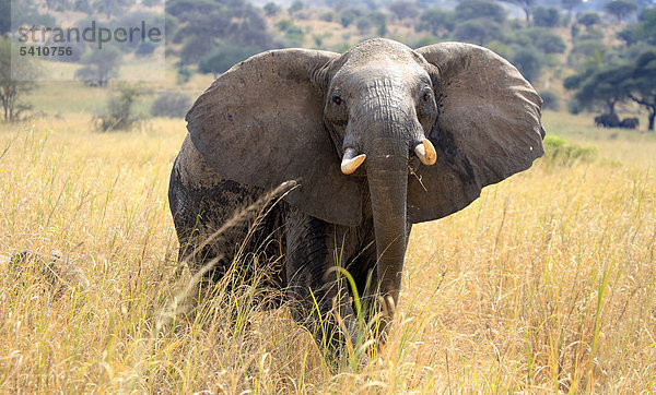 Afrika  Afrikanisch  Ostafrika  Afrika südlich der Sahara  Tanzania  Tansania  Natur  Safari  Reisen  Reiseziele  Wildtiere  Orte der Welt  Tier  Tiere  Loxodonta Africana  Elefant  Elefanten  Savanne  Savanne  Weideland  Wiesen  Ökosystem  Tarangire Nationalpark  Reservierung Bereich