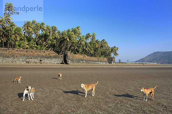 Asia  Asian  Indien  Indian  Südasien  südasiatischen  Subkontinent  touristische Attraktion  Reisen  Reiseziele  Orte der Welt  Maharashtra  Revdanda  Konkan Küste  Meer  Ozean  Wasser  Strand  Tier  Tiere  Hunde  Hunde