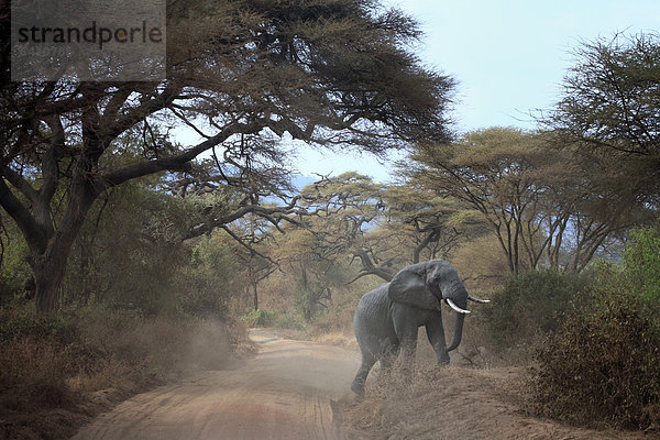 Afrika  Afrikanisch  Ostafrika  Afrika südlich der Sahara  Tanzania  Tansania  Natur  Safari  Reisen  Reiseziele  Wildtiere  Welt Standorte  Tier  Tiere  Loxodonta Africana  Elefant  Elefanten  Wald  Lake Manyara Nationalpark  Reservierung Gebiet  Road