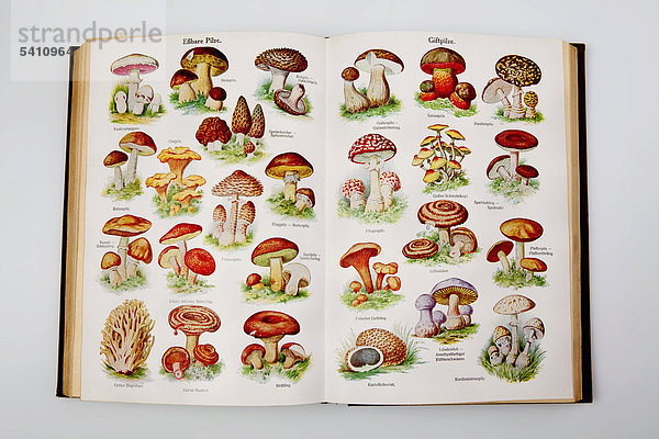 Essbare und giftige Pilze  Illustrationen aus dem Buch Dr. F. König's Ratgeber in gesunden und kranken Tagen  1928