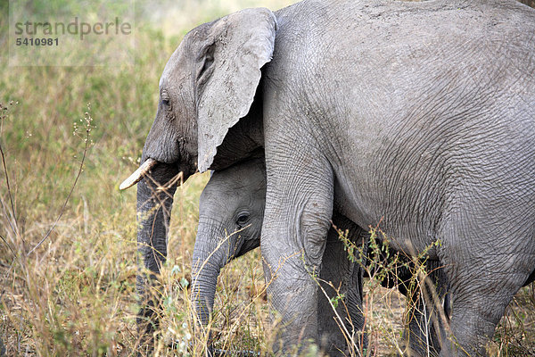 Afrika  Afrikanisch  Ostafrika  Afrika südlich der Sahara  Tanzania  Tansania  Natur  Safari  Reisen  Reiseziele  Wildtiere  Orte der Welt  Tier  Tiere  Loxodonta Africana  Elefant  Elefanten  Savanne  Savanne  Weideland  Wiesen  Ökosystem  Serengeti Nationalpark  Reservierung Bereich
