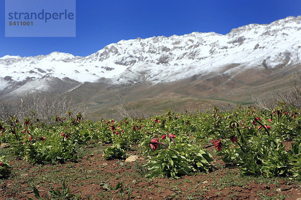 Iran  Iranian  Persien  Persisch  Nahost  Middle Eastern  Westasien  Reisen  Reisen  Reiseziele  Orte der Welt  Architektur  Gebäude  Landschaft  Landschaften  Berg  Berg  Berge  Hügel  Berge  Zagros  Provinz Chahar Mahal  Bakhtyaria  scenic  Schnee  Tulip Tal  Dasht-e Lale