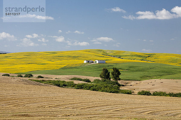 Spanien  Europa  Andalucia  Weizen  Sonnenblumen  Landwirtschaft  Felder  morgen  Frieden  Sonnenblumen  Wellen  Weizenfeld