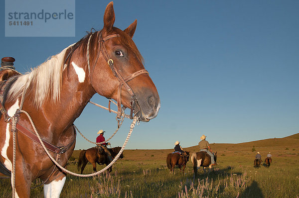 Wilson Ranch  Fossil  Oregon  USA  USA  America  Cowboy  Cowboys  open-Grenze  Pferd Reiten