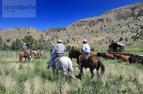 Wilson Ranch  Fossil  Oregon  USA  USA  America  Almabtrieb  Cowboys  Cowboy  Pferde