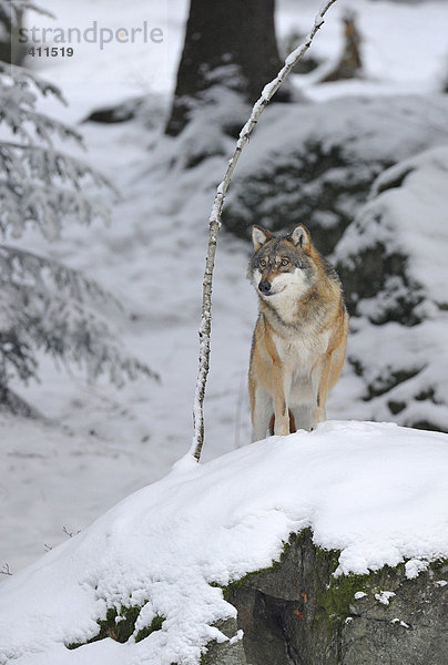 Mackenzie-Wolf (Canis lupus occidentalis) im Schnee  Nationalpark Bayerischer Wald  Bayern  Deutschland  Europa