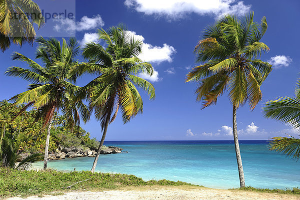 Strand  Palmen  Rio San Juan  Dominikanische Republik  Karibik  Meer  Reisen  Urlaub