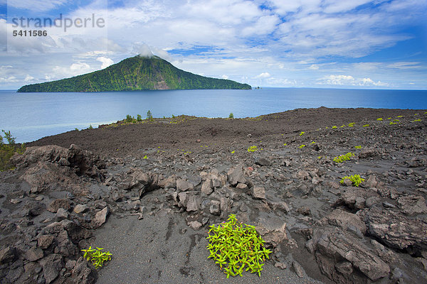 Anak Krakatau  Indonesien  Asien  Java  Insel  Insel  Vulkan  Vulkanismus  Geologie  Meer  Reisen  Urlaub  Ferien  Küste  Krater  Lava  Pflanzen  Pionier der Pflanzen