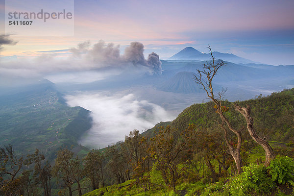 Baum Rauch Wald Vulkanausbruch Ausbruch Eruption Geologie Vulkan Nebel Holz Morgendämmerung Krater Asien Indonesien Java Morgenlicht