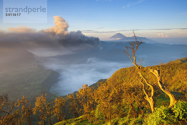 Baum Rauch Wald Vulkanausbruch Ausbruch Eruption Geologie Vulkan Nebel Holz Morgendämmerung Krater Asien Indonesien Java Morgenlicht