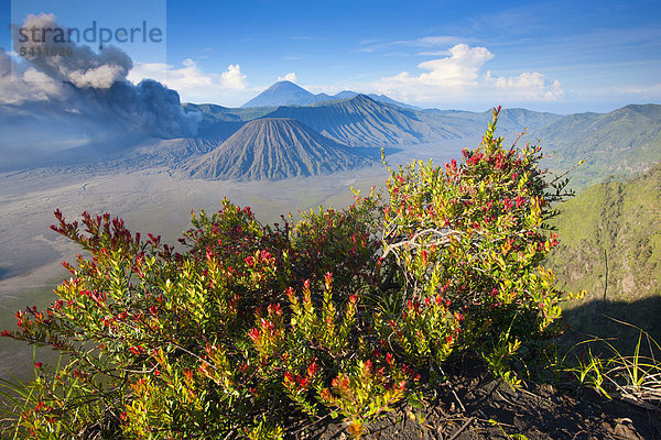 Bromo  Indonesien  Asien  Java  Vulkane  Vulkanismus  Geologie  Krater  Vulkan  Explosion  Rauch  Strauch  Bush  Morgenlicht