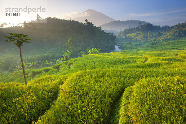 Cikuray  Indonesien  Asien  Java  Berg  Vulkan  Vulkanismus  Geologie  Felder  Reisfelder  Reis  Anbau  Landwirtschaft  Reis Terrassen  Landwirtschaft  Morgenlicht