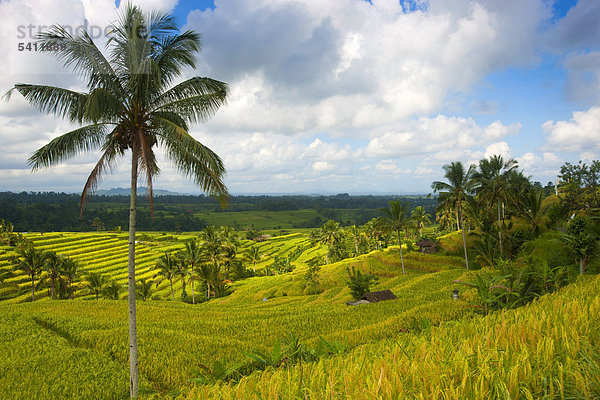 Jatiluwih  Indonesien  Asien  Bali  Reisfelder  Reis  Anbau  Landwirtschaft  Reis Terrassen  Landwirtschaft  Wolken  Palmen