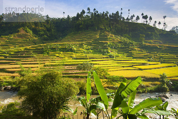 Kota Waringin  Indonesien  Asien  Java  Felder  Reisfelder  Reis  Anbau  Landwirtschaft  Reisterrassen  Landwirtschaft  Fluß  fließen  Bananen