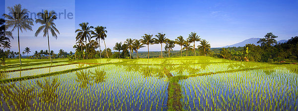 Licin  Indonesien  Asien  Java  Felder  Reisfelder  Reis  Anbau  Landwirtschaft  Reis Terrassen  Landwirtschaft  Bäume  Palmen  Morgenlicht  Reflexion