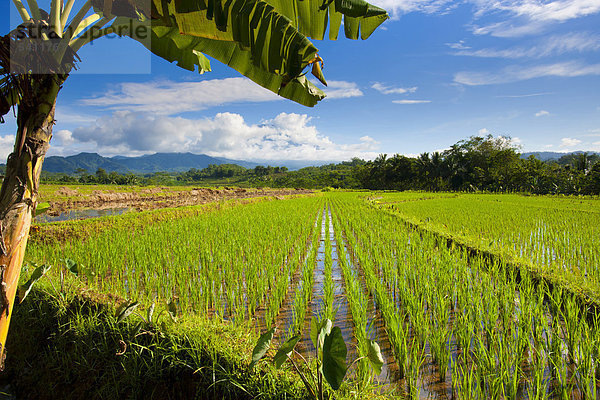 Sumbing  Indonesien  Asien  Java  Reis Felder  Reis  Anbau  Landwirtschaft  Bananen